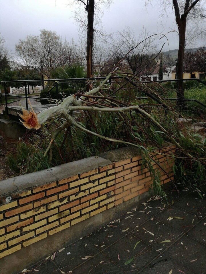 Efectos del vendaval en Cabra el 3 de febrero de 2017.